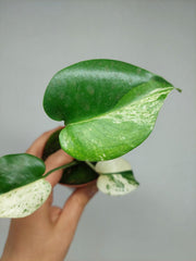 Monstera Jungle Mint