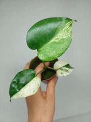 Monstera Jungle Mint