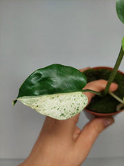 Monstera Jungle Mint