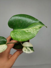 Monstera Jungle Mint