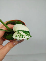 Monstera Jungle Mint