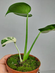 Monstera Jungle Mint