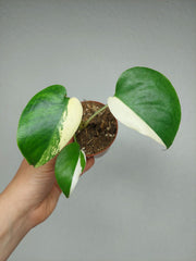 Monstera Jungle Mint