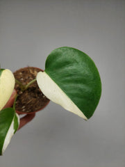 Monstera Jungle Mint