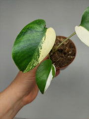 Monstera Jungle Mint