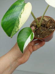 Monstera Jungle Mint