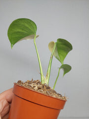 Monstera Jungle Mint
