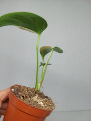 Monstera Jungle Mint