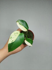 Monstera Jungle Mint