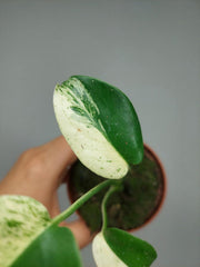 Monstera Jungle Mint