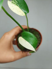 Monstera Jungle Mint