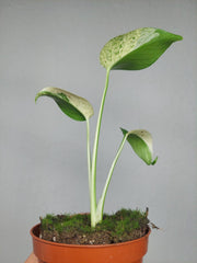 Monstera Jungle Mint