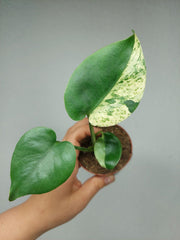Monstera Jungle Mint