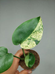 Monstera Jungle Mint