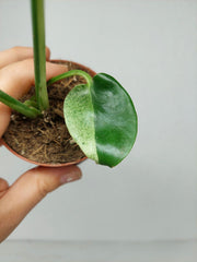 Monstera Jungle Mint