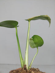 Monstera Jungle Mint