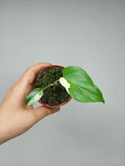 Monstera Jungle Mint