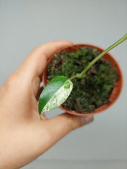 Monstera Jungle Mint