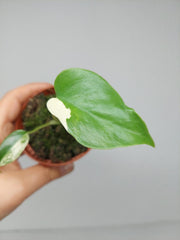 Monstera Jungle Mint