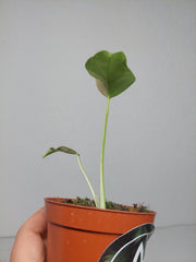 Monstera Jungle Mint