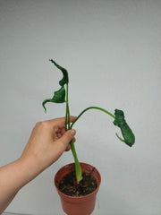 Sad Plants