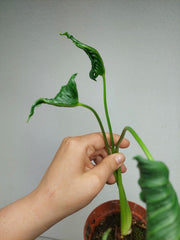 Sad Plants
