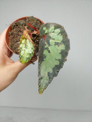 Sad Plants