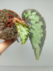 Sad Plants