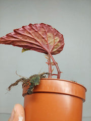 Sad Plants