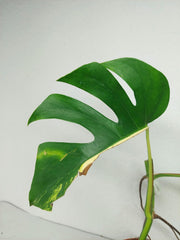 Monstera Aurea Stecklinge