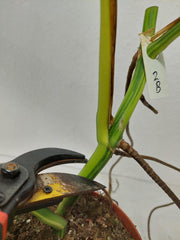 Monstera Aurea Stecklinge