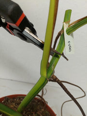 Monstera Aurea Stecklinge