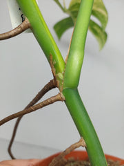 Monstera Aurea Stecklinge