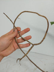 Monstera Aurea Stecklinge