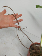 Monstera Aurea Stecklinge