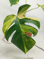 Monstera Aurea Stecklinge