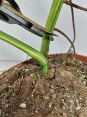 Monstera Aurea Stecklinge