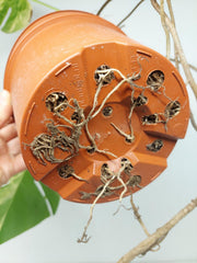 Monstera Aurea Stecklinge