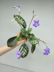 Michaelmoelleria Vietnamensis