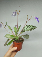 Michaelmoelleria Vietnamensis