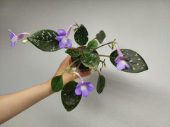 Michaelmoelleria Speckled