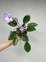 Michaelmoelleria Speckled