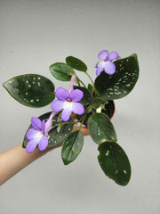 Michaelmoelleria Speckled