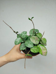 Hoya Mathilde Splash