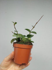 Hoya Mathilde Splash