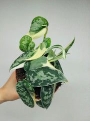 Scindapsus Mayari Variegata