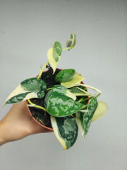 Scindapsus Mayari Variegata