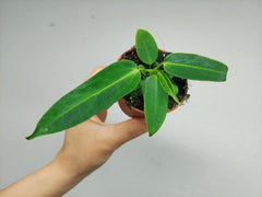 Anthurium Warocqueanum Baby