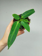 Anthurium Warocqueanum Baby