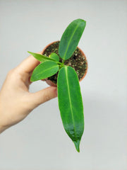 Anthurium Warocqueanum Baby